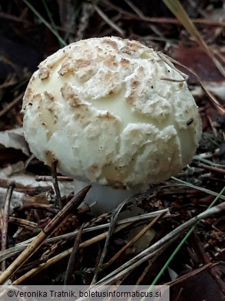 Amanita citrina