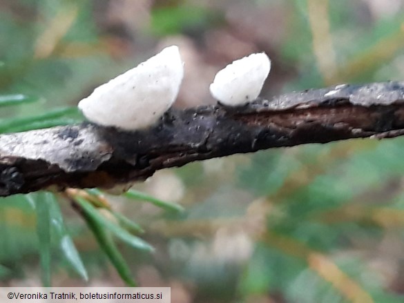 Crepidotus mollis