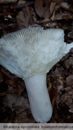 Russula aeruginea