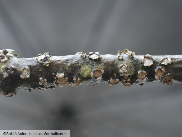 Biscogniauxia marginata