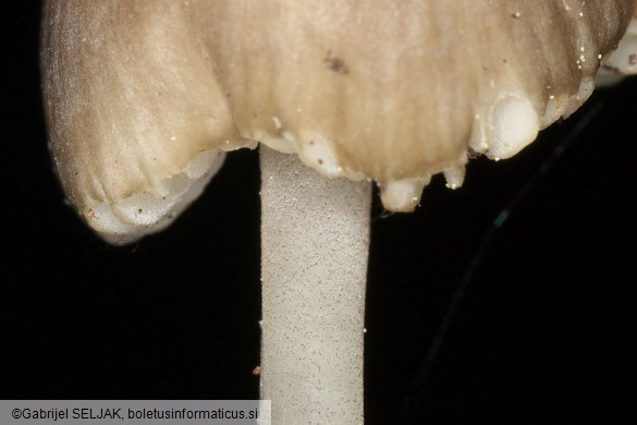 Pseudohydropus floccipes