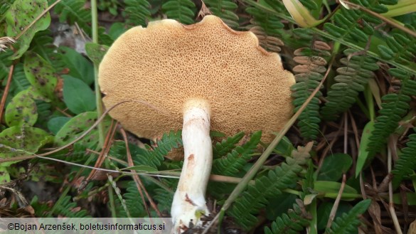 Suillus granulatus