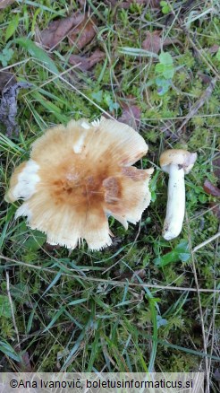 Russula foetens