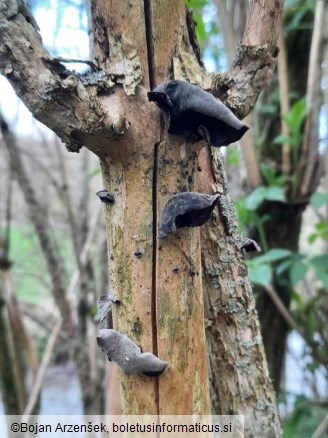Auricularia auricula-judae