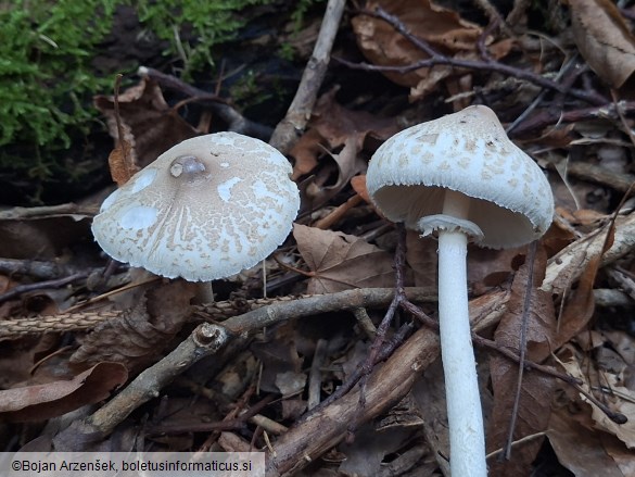Macrolepiota mastoidea