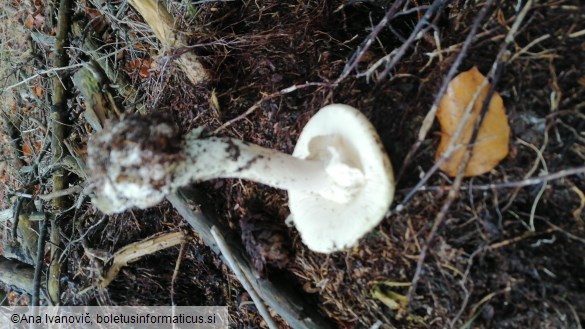 Amanita citrina