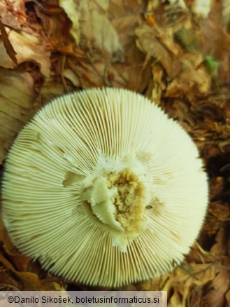 Russula cyanoxantha