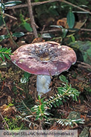 Russula cavipes