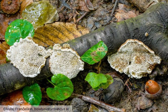 Daedaleopsis confragosa