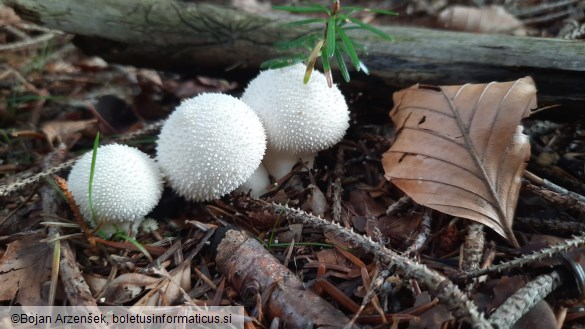 Lycoperdon perlatum