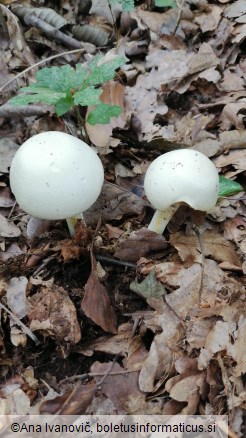 Cystoagaricus silvestris