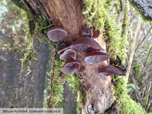 Auricularia auricula-judae
