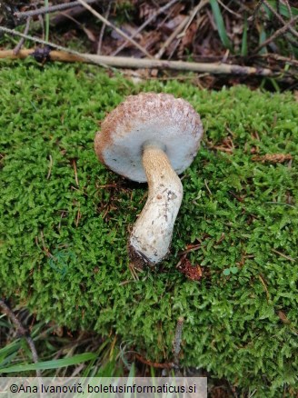 Tylopilus felleus