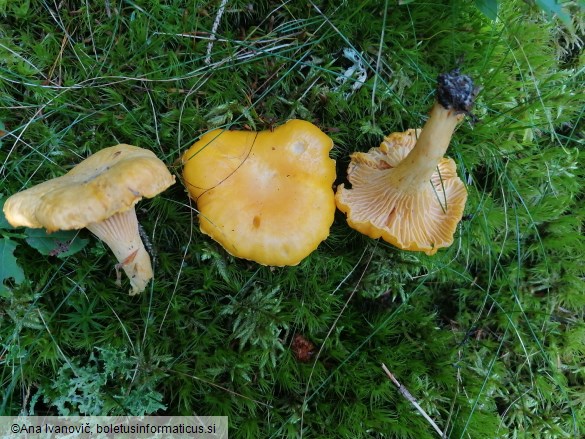 Cantharellus cibarius