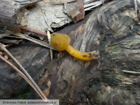 Leotia lubrica