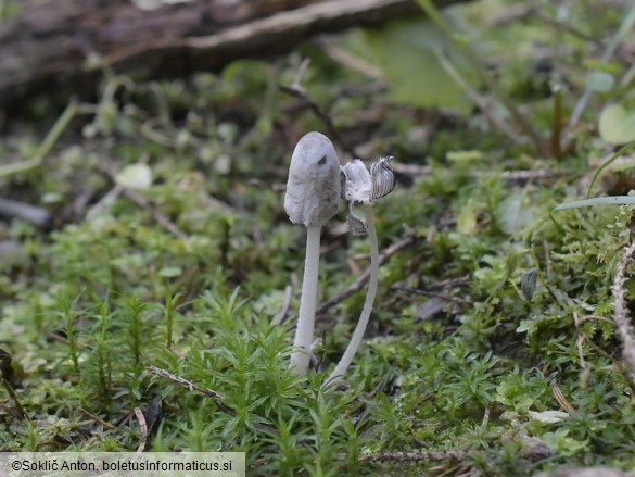 Coprinopsis cinereofloccosa