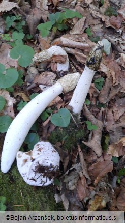 Phallus impudicus