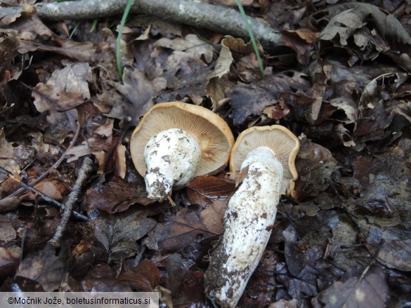 Cortinarius crassus