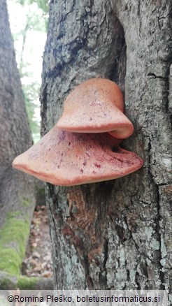 Fistulina hepatica