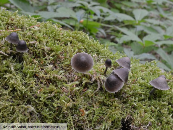 Mycena algeriensis