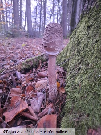 Macrolepiota procera