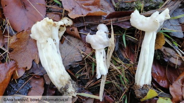 Helvella crispa