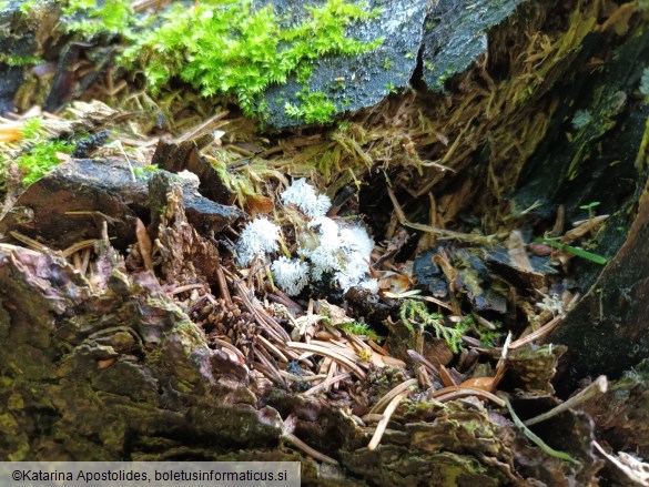 Ceratiomyxa fruticulosa