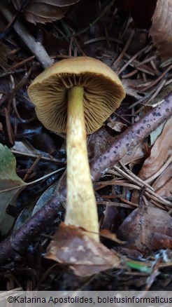 Cortinarius