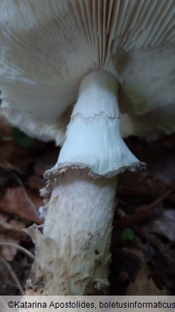 Amanita excelsa