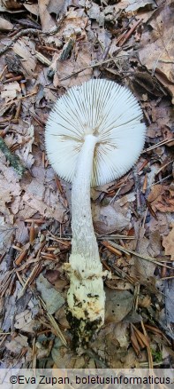 Amanita griseofulva