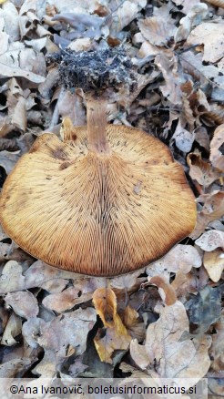 Paxillus involutus