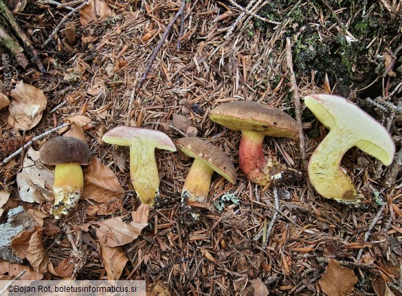 Xerocomellus pruinatus