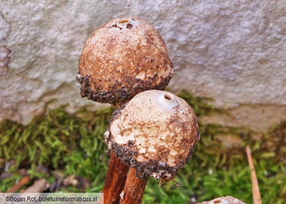 Tulostoma squamosum
