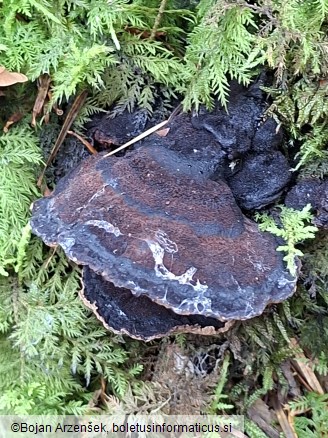 Ischnoderma benzoinum