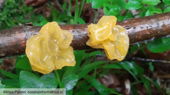 Tremella mesenterica