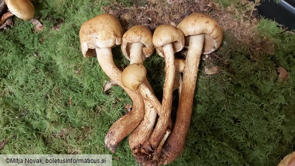 Pholiota heteroclita