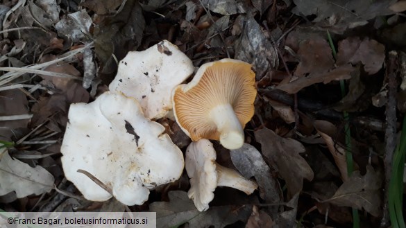 Cantharellus cibarius var. albus