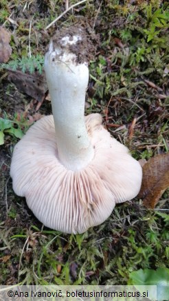 Entoloma rhodopolium