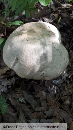 Boletus fechtneri