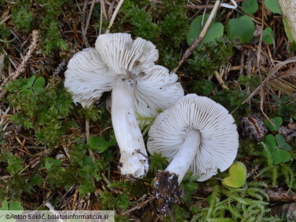 Tricholoma atrosquamosum