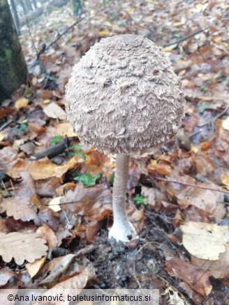 Macrolepiota excoriata