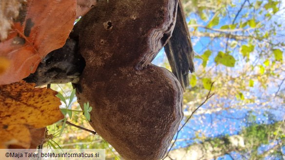 Ganoderma lucidum