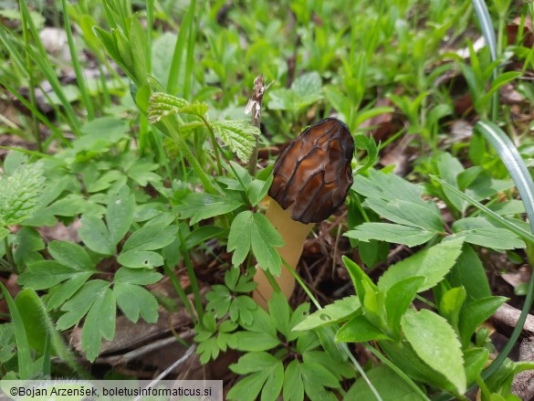 Morchella semilibera