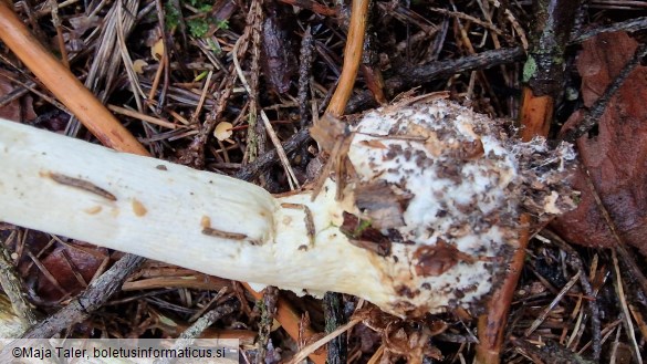 Amanita citrina