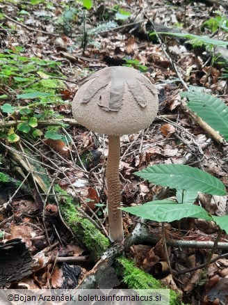 Macrolepiota konradii