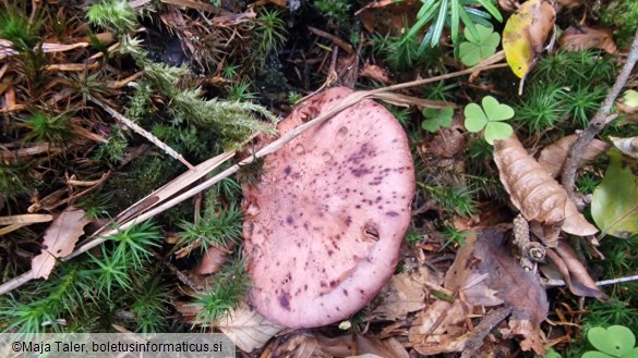 Hygrophorus capreolarius