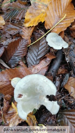 Clitocybe odora