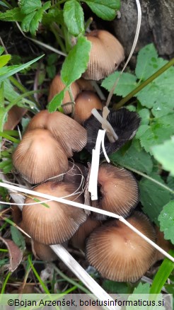 Coprinellus micaceus