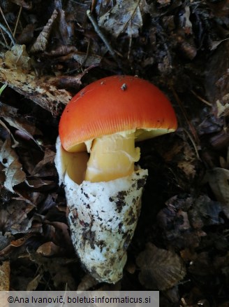 Amanita caesarea