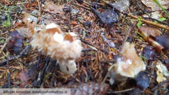 Cortinarius caperatus